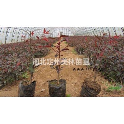 红枫高度2.5米胸径4公分冠幅1.2米批发价格图3