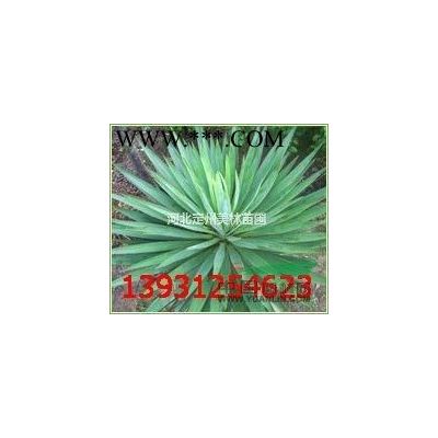 红枫高度2.5米胸径4公分冠幅1.2米批发价格图2