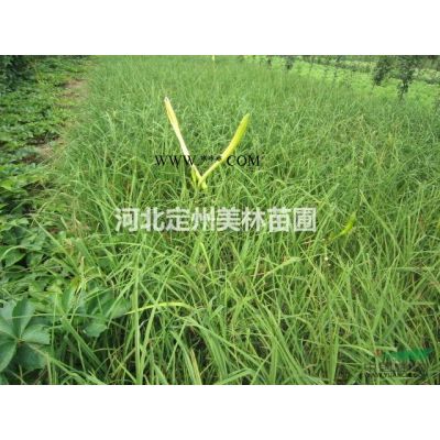 红枫高度2.5米胸径4公分冠幅1.2米批发价格