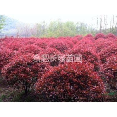 安徽合肥苗圃直销樱花，西府海棠，红叶李，红枫，肥西苗木基地