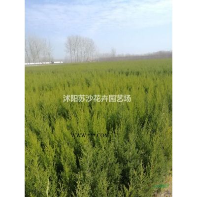 红叶李