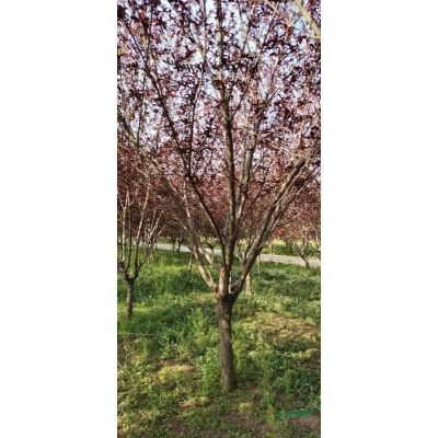 红叶李价格 批发各种规格红叶李 河南红叶李  鄢陵红叶李行情