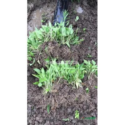 萧山速生紫薇一年生苗，粗度0.8左右，自产自销，量大！