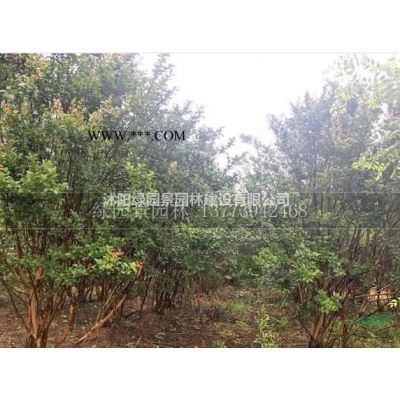 沭阳绿园景园林苗木基地供应台湾栾树/图片/产地直销/批发价格