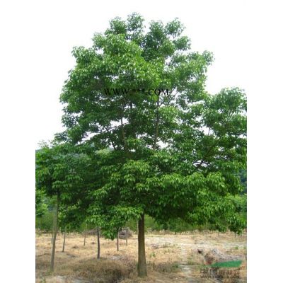 紫薇价格/今年汤泉紫薇价格低价直销