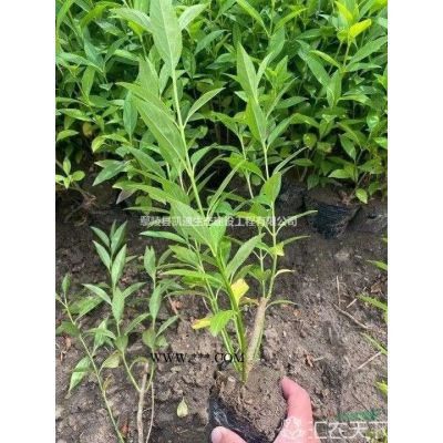 丛生栾树   栾树   黄山栾