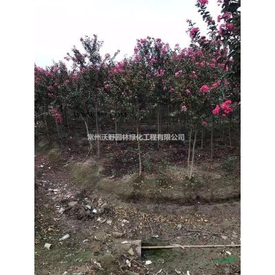 江苏常州美国紫薇金边黄杨基地