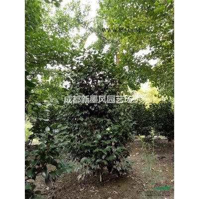栾树熟货栾树大规格栾树