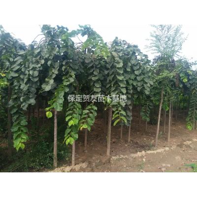 栾树供应商 8-10公分栾树火速销售
