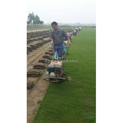 栾树