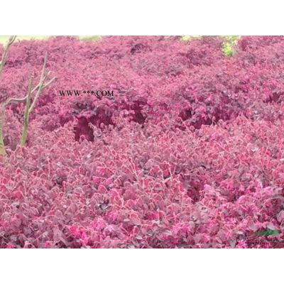 湖南栾树，栾树价额，栾树图片  栾树是常绿还是落叶