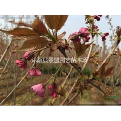 哪里有卖黄山栾树种子的？