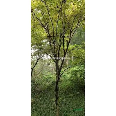 江西栾树哪里好/哪家便宜，江西栾树小苗，九江栾树小苗
