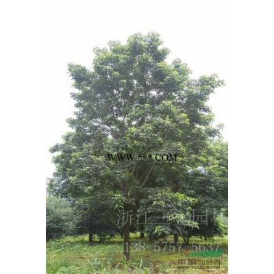 供应地径9-12公分精品红叶李