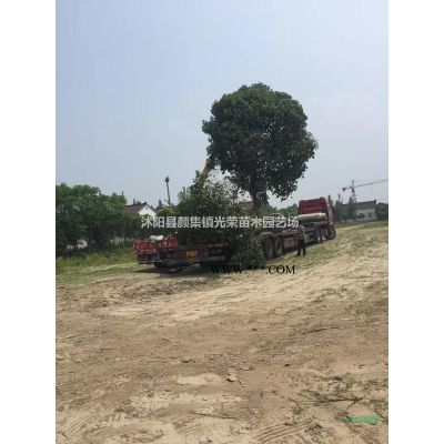 5-15公分一*榉树