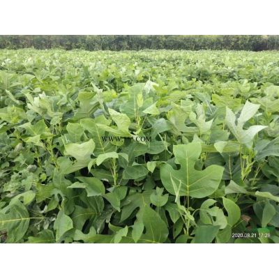 大量供应当年小苗，品种有，乌桕，栾树，黄连木，榉树，等等