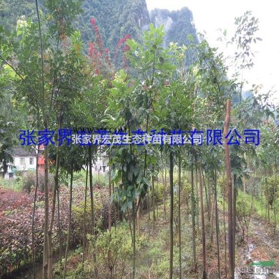 栾树苗生长坏境，栾树的种植技术规范 栾树的绿化价值