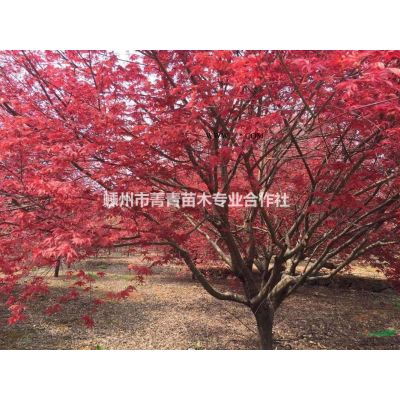 浙江榉树2/榉树价格2/榉树介绍2/