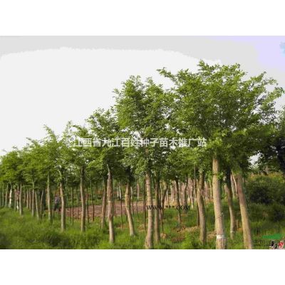 榉树 江西榉树 榉树报价 榉树价格 榉树小苗 华东*大的榉树