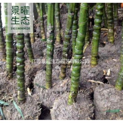 无患子产地在哪里/哪里便宜/江苏景曜生态基地直销批发价格图片