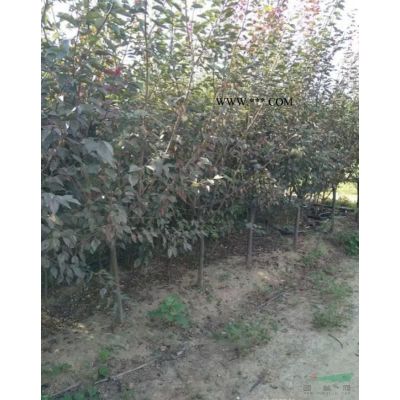 直径18公分榉树多少钱一棵？。