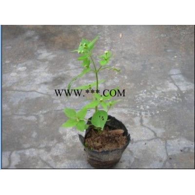 供应水杉，无患子等各类乔木