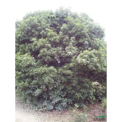 当年无患子小苗30万出售
