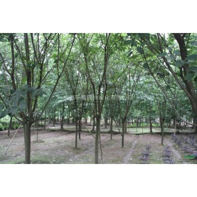 四川成都榉树种植基地10公分榉树批发量大从优