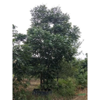 丛生榉树