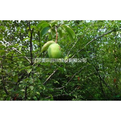 供应早樱_樱花绿化苗木