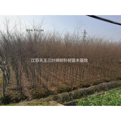 红榉树朴树专卖基地