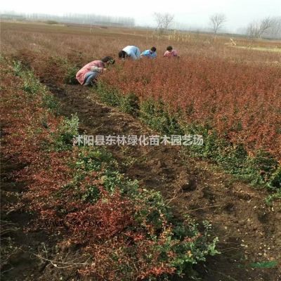 供应樱花8-18公分价格、樱花图片、樱花绿化苗木苗圃基地直销