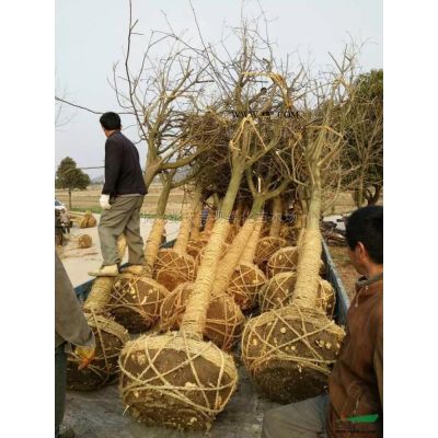 浙江樱花*新报价/浙江樱花图片