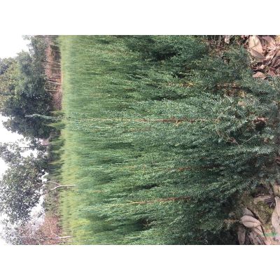 朴树价格丛生朴树，河南5-40公分朴树价格，潢川朴树价格移植
