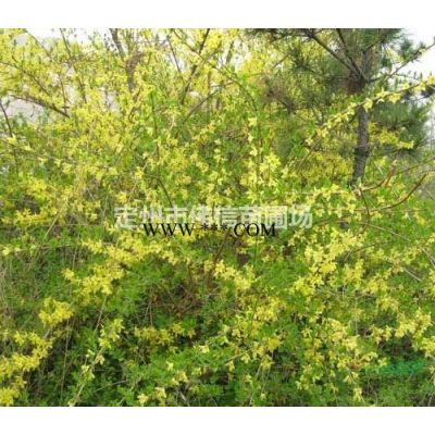 樱花介绍，樱花价格，河北樱花产地