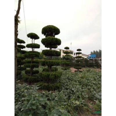 江苏大银杏基地新报价/大银杏基地图片/大银杏苗圃