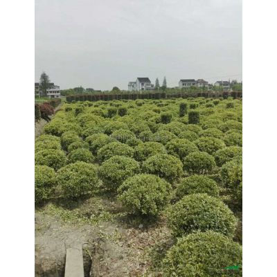 精品紫薇批发价格便宜湖南精品紫薇长沙精品紫薇，精品紫薇树紫薇