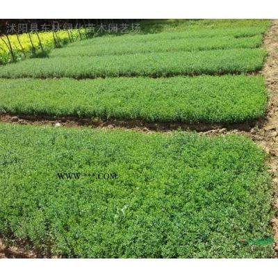 供应紫薇3-15公分、紫薇价格、紫薇图片紫薇苗圃直销