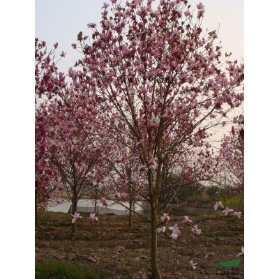 河南南阳供应银杏