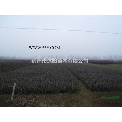 日本红枫价格_日本红枫产地_日本红枫绿化苗木苗圃基地