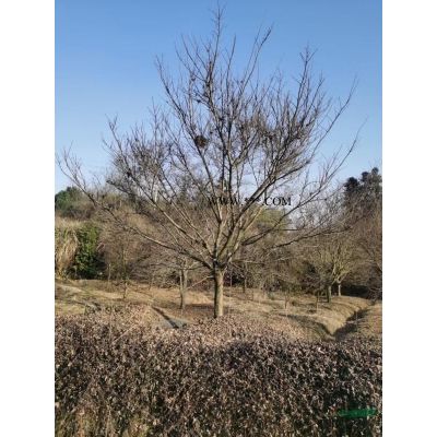 浙江日本红枫基地/日本红枫报价/日本红枫哪里多