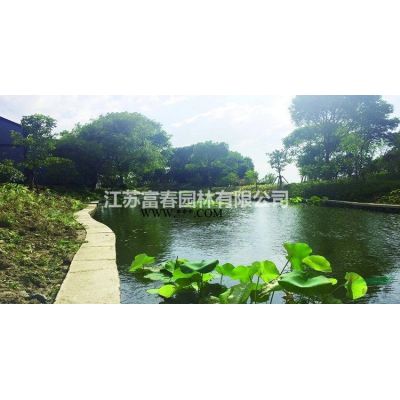 供应黑钻石紫薇 黑钻石紫叶丹红紫薇苗圃扦插苗及工程苗