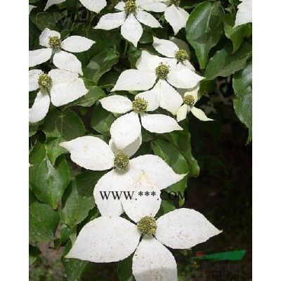 三角枫小苗、黄山栾树小苗、无患子小苗、紫薇小苗、红豆杉小苗