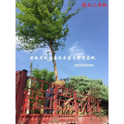 安徽肥西红花玉兰 紫玉兰 红叶桃 樱花 腊梅 木槿 紫薇