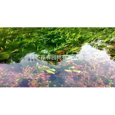 出售 日本流泉红枫树苗 枫树流泉 三季红叶枫树 庭院阳台盆栽地栽苗