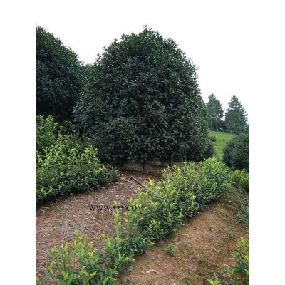 安徽宣城地区供应20~32cm银杏树