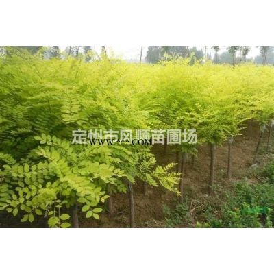 河北独杆紫薇 独杆紫薇基地 独杆紫薇价格