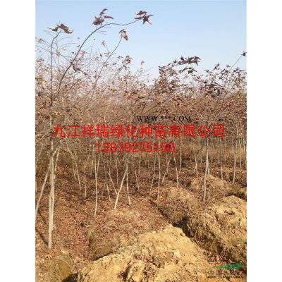 银杏种子 **低价