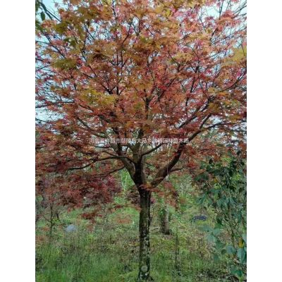 河南[产品]/河南许昌红枫 红枫基地价格/报价
