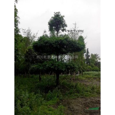 四川乾景园林供应优质银杏15-30cm